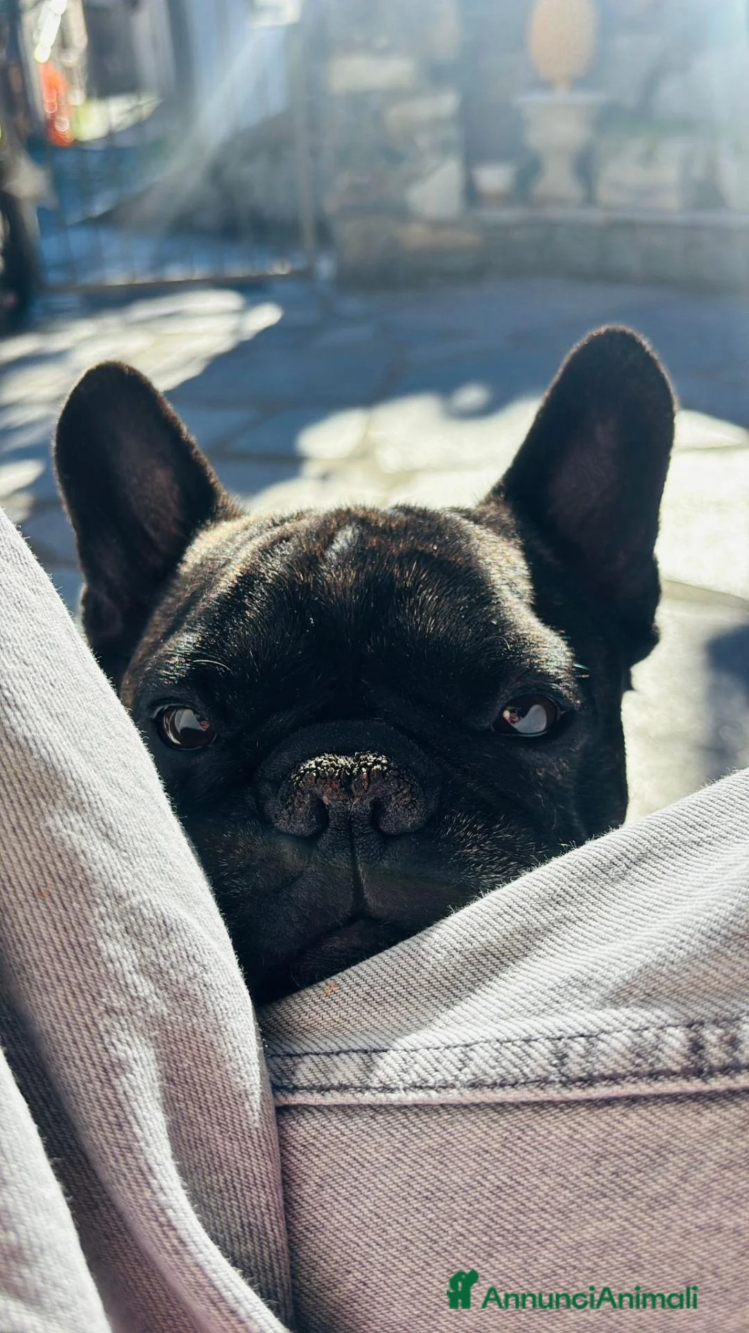 Bulldog Francese cani per accoppiamento: Otto bullo - Annuncio 2