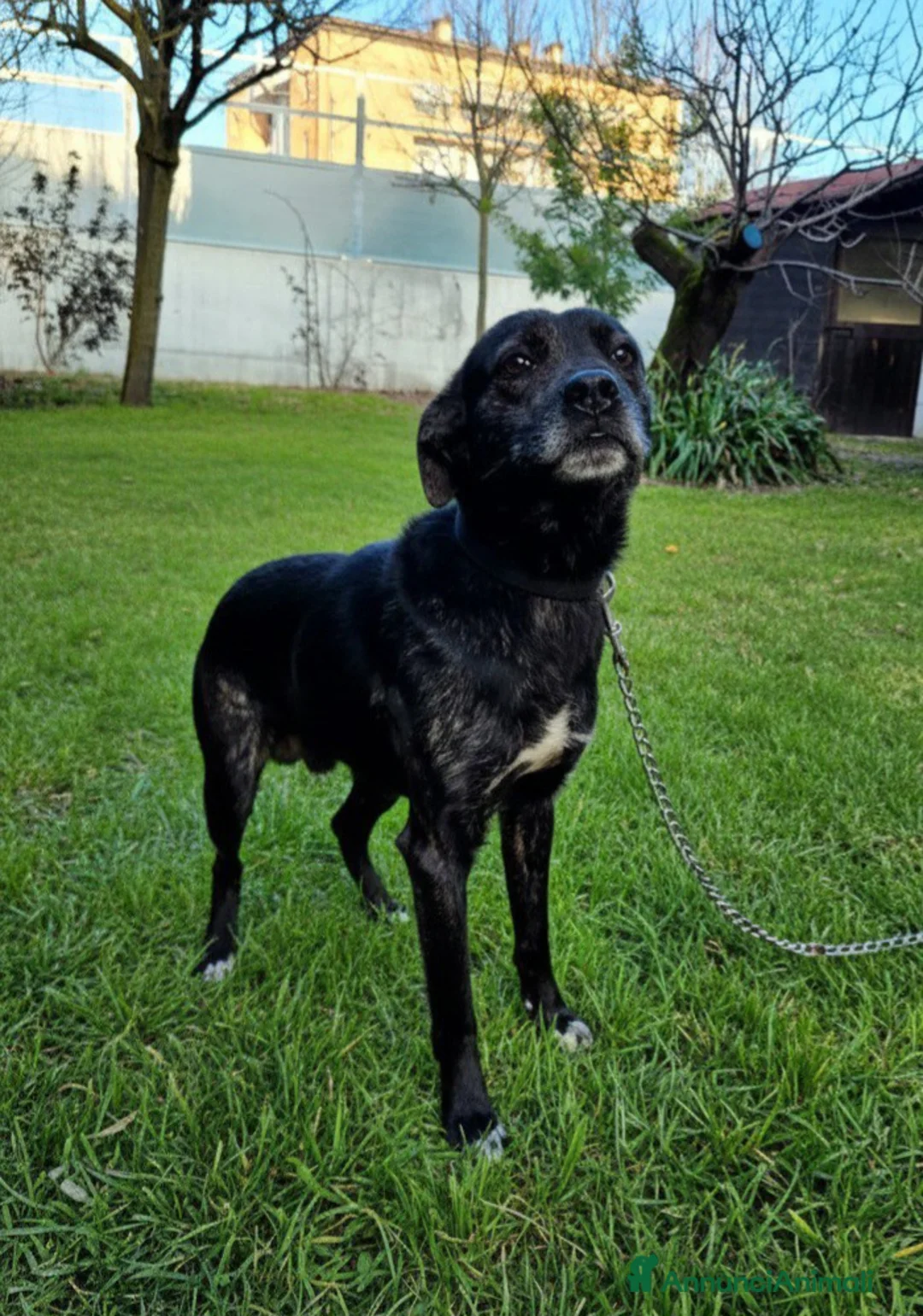 Meticcio cani in regalo: Cucciolotto cerca casa a Provincia di Ferrara - Annuncio 2