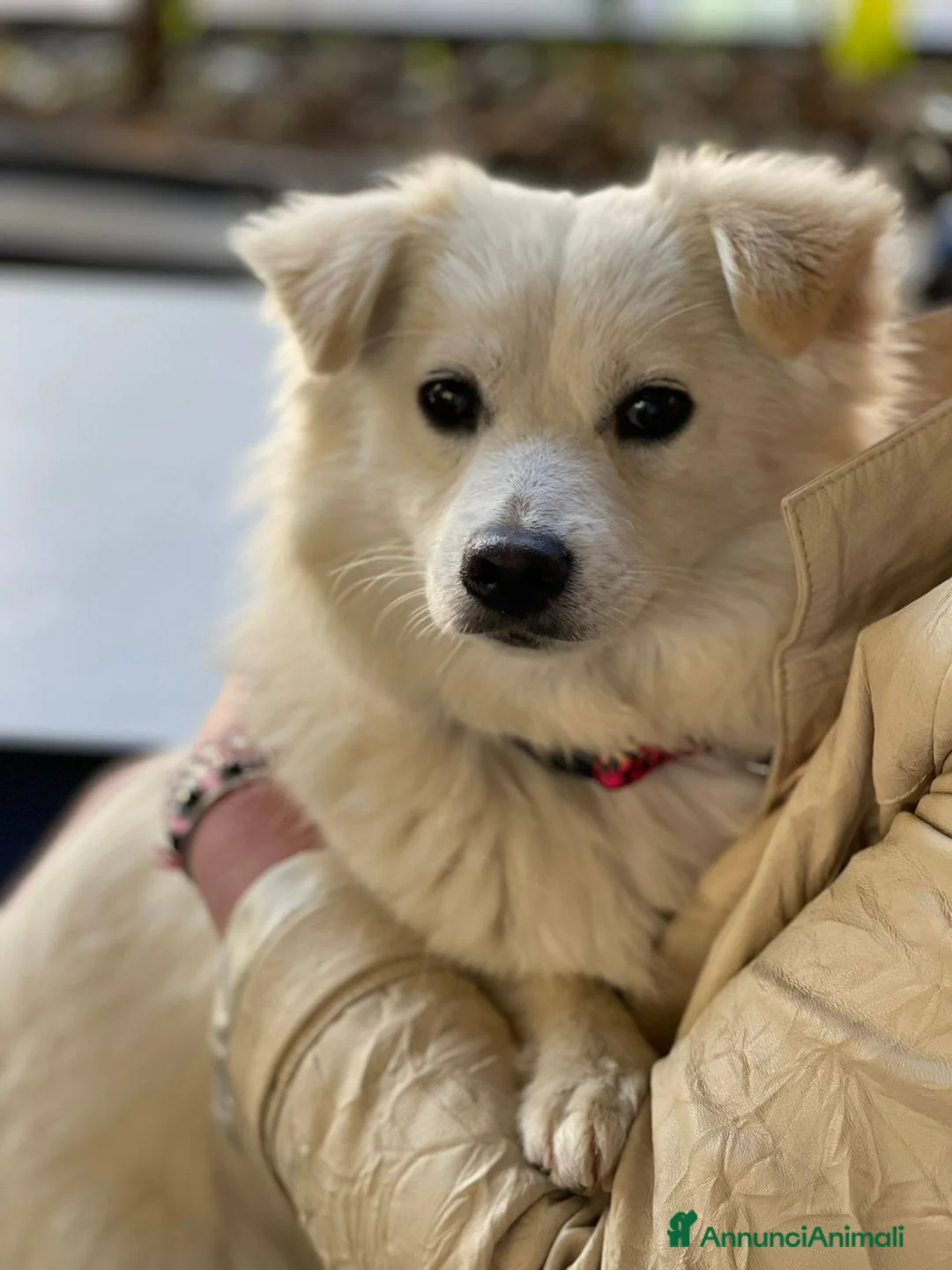 Meticcio cani in regalo: Bianca dolcissima e bellissima nana - Annuncio 9