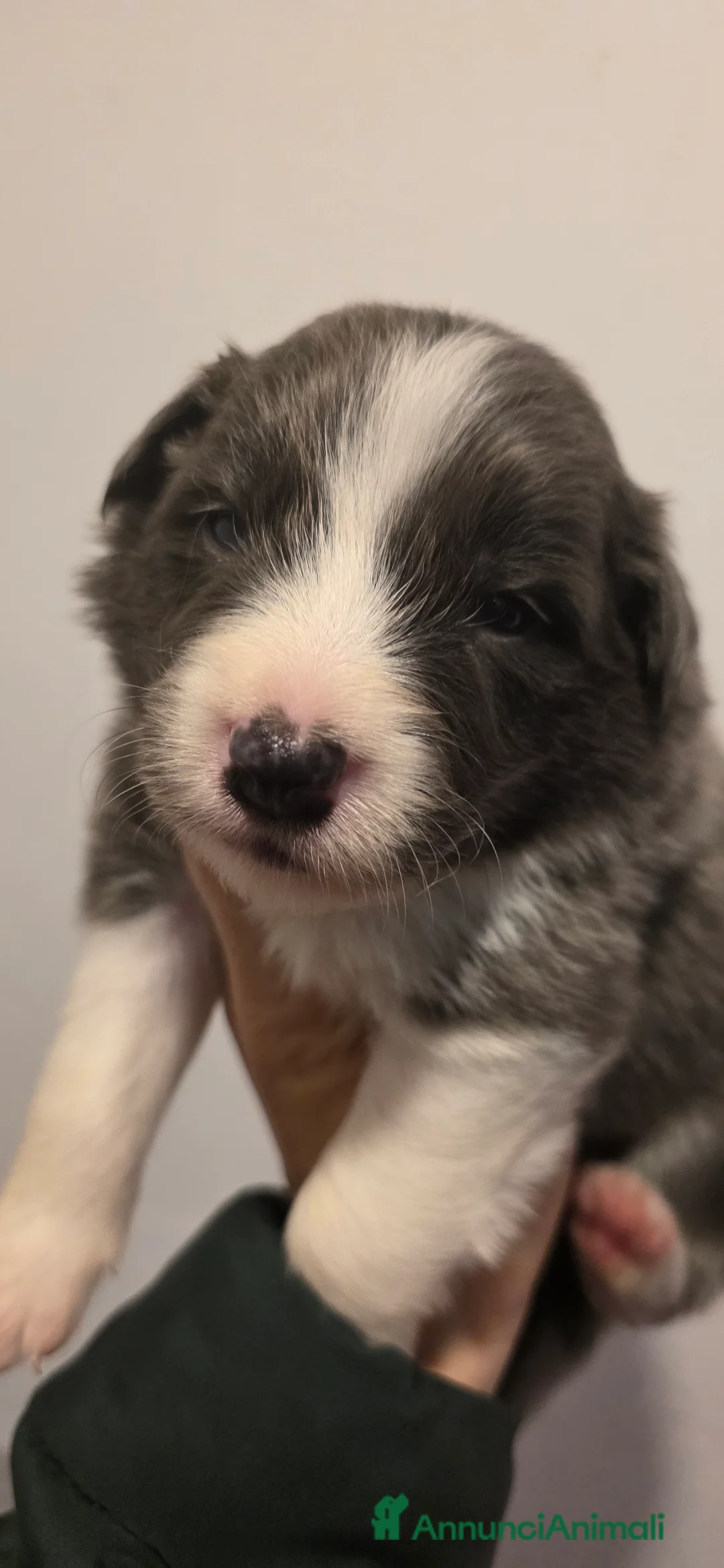 Border Collie cani in vendita: Border collie  - Annuncio 6