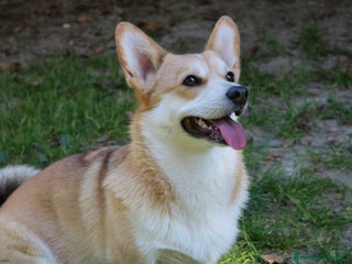 Corgi Pembroke cani Femmina Corgi Pembroke - Annuncio 21