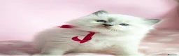 Ragdoll gatti in vendita: Bellissimi cuccioli Ragdoll - Annuncio 1