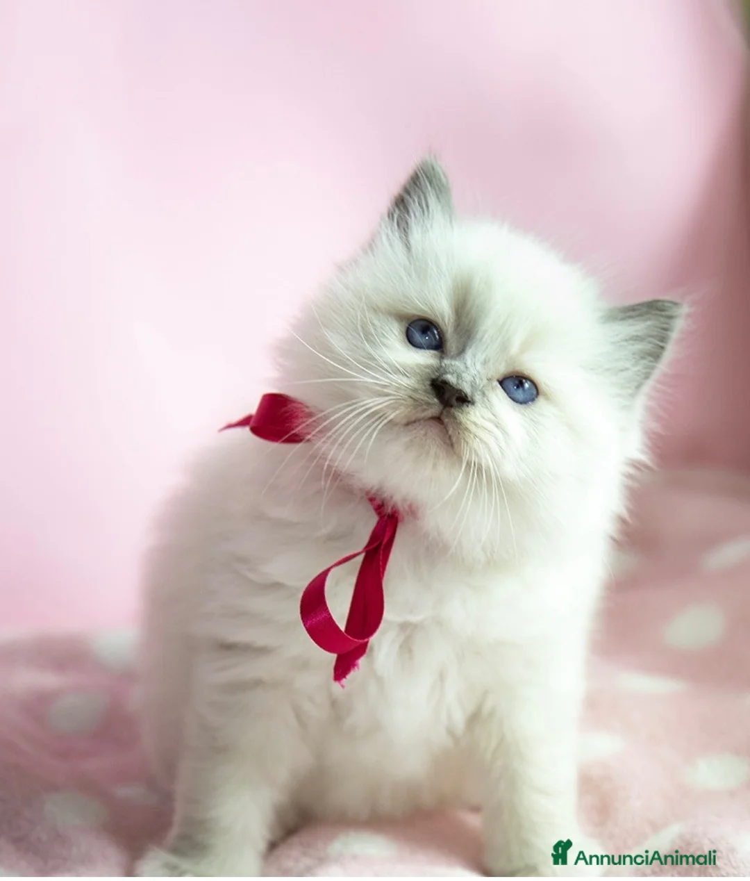 Ragdoll gatti in vendita: Bellissimi cuccioli Ragdoll - Annuncio 1