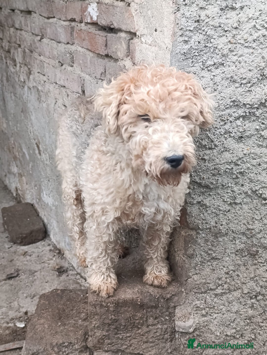 Lakeland Terrier cani in vendita: Lakeland terrier adulti a Province of Pavia - Annuncio 10