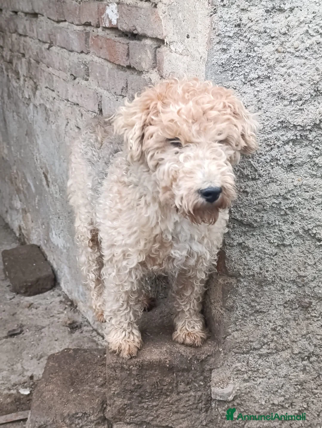Lakeland Terrier cani in vendita: Lakeland terrier adulti a Province of Pavia - Annuncio 10