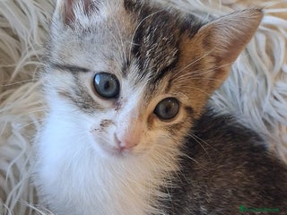 Europeo gatti Tom e Jerry cercano casa - Annuncio 5