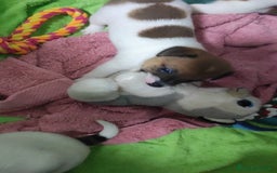 Jack Russell cani in vendita: Jeck Russell  a Città metropolitana di Roma Capitale - Immagine 3