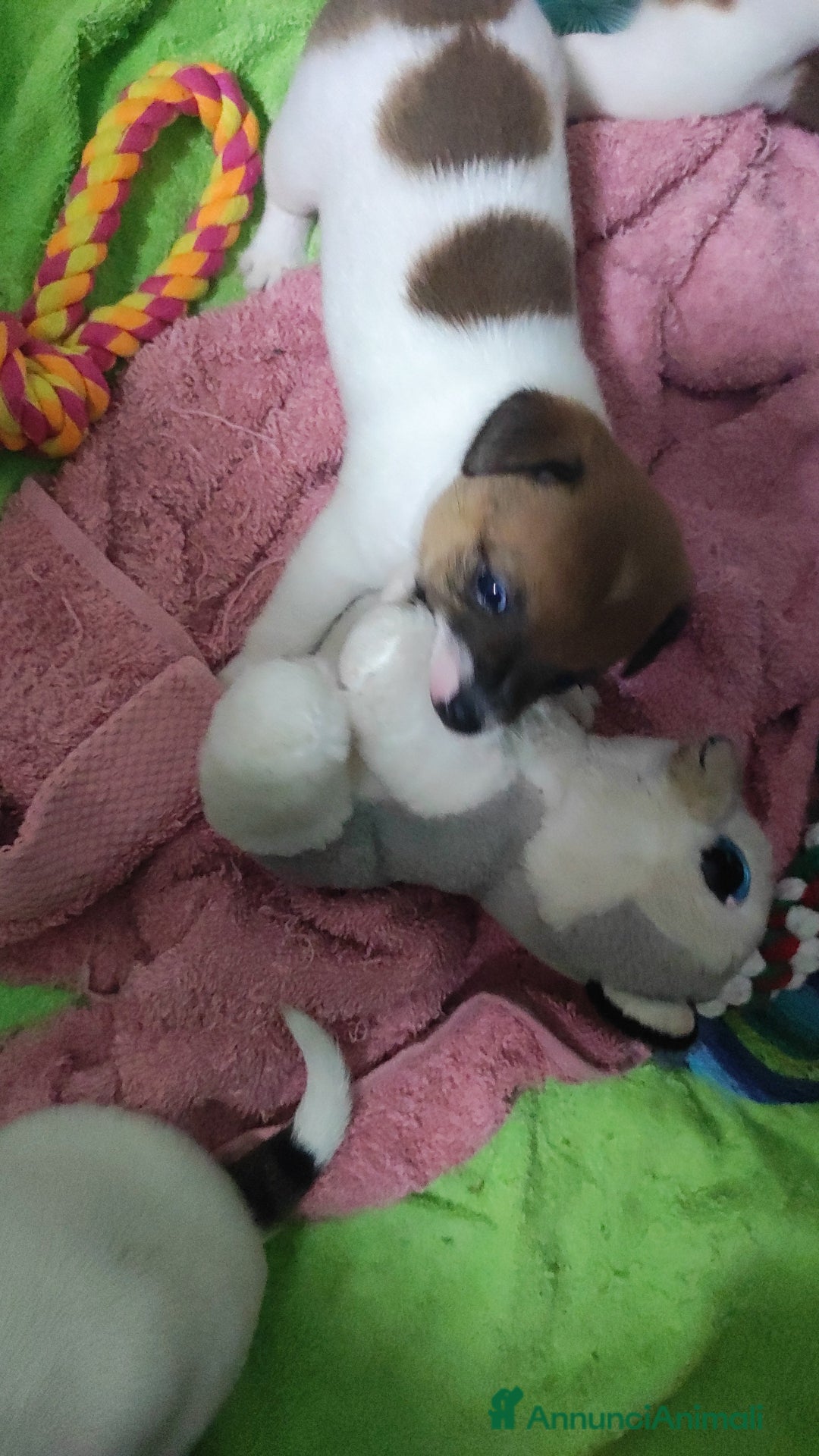 Jack Russell cani in vendita: Jeck Russell  a Città metropolitana di Roma Capitale - Immagine 3