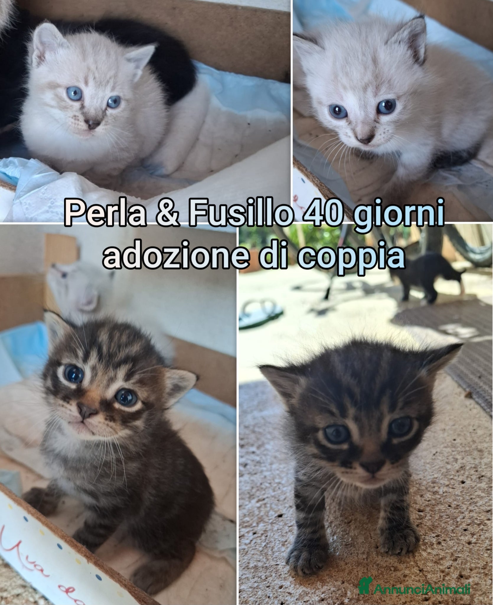Europeo gatti GATTINI BISOGNOSI IN CERCA D'AMORE  - Annuncio 38