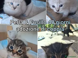 Europeo gatti GATTINI BISOGNOSI IN CERCA D'AMORE - Annuncio 38