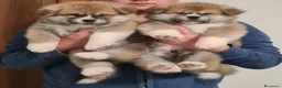 Akita Inu cani in vendita: ULTIME PRENOTAZIONI CUCCIOLI AKITA LOMBARDIA - Annuncio 8