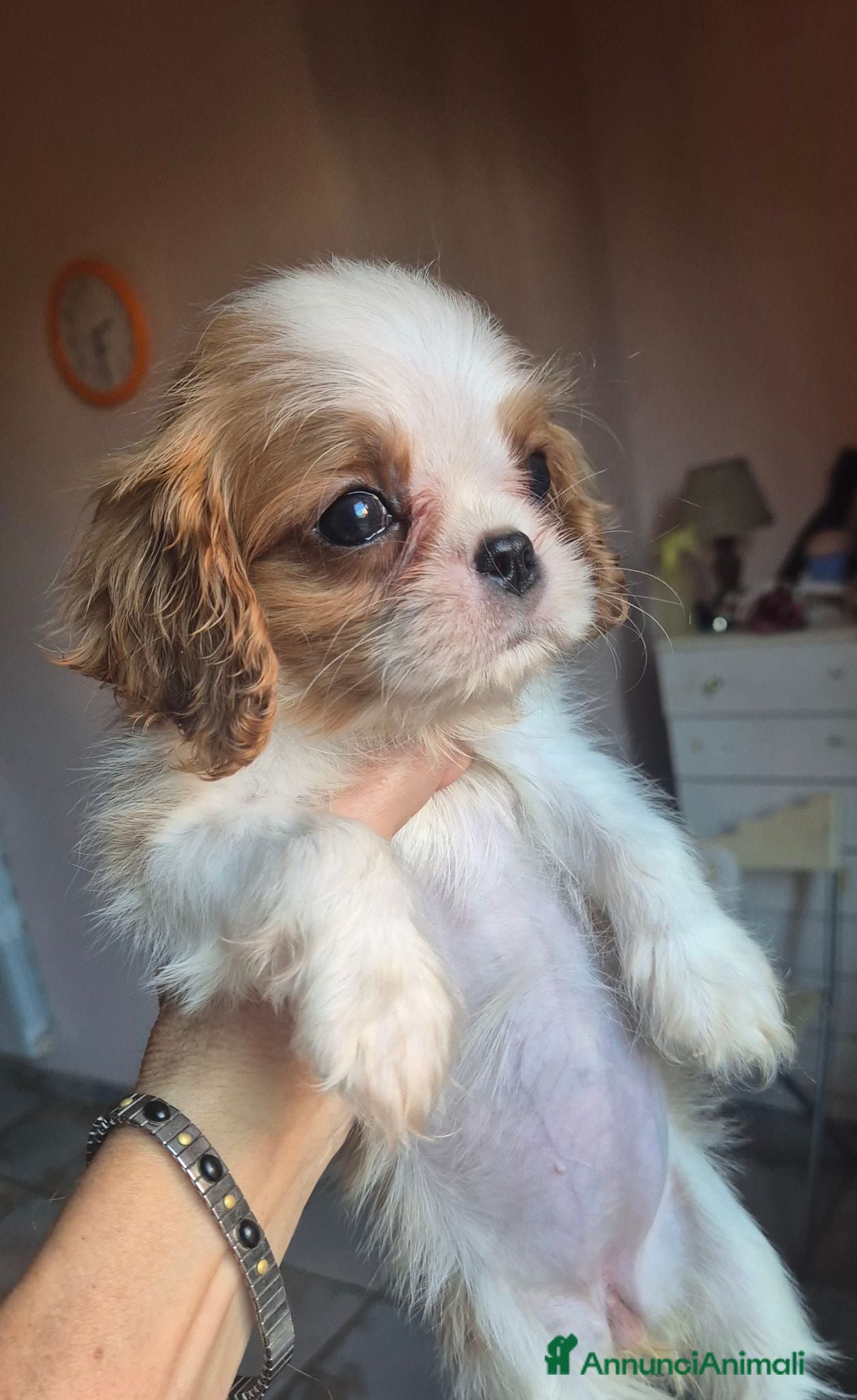 Cavalier King cani Femmina di Cavalier king - Annuncio 1