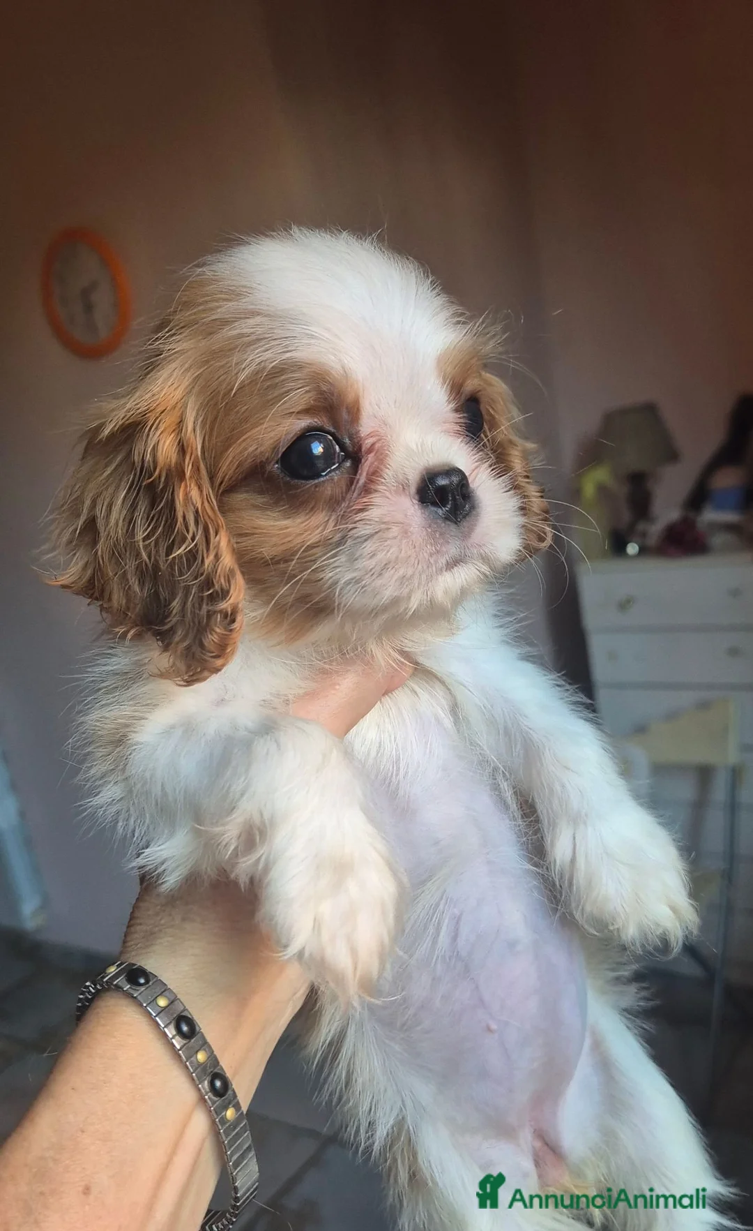 Cavalier King cani in vendita: Femmina di Cavalier king - Annuncio 1