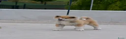 Akita Inu cani in vendita: CUCCIOLO AKITA INU - TOP SELECTION  - Annuncio 3