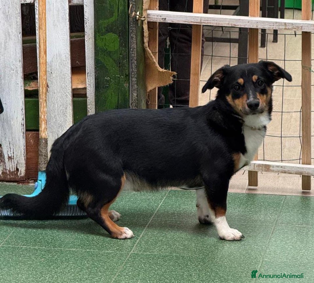 Meticcio cani in regalo: OSCAR 💙 -taglia piccola, buonissimo! Chiama!!🙏🏻 - Annuncio 3