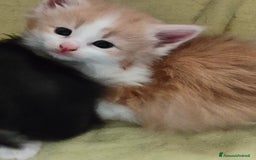 Norvegese gatti in vendita: Norvegese delle foreste cuccioli a Città Metropolitana di Torino - Immagine 8