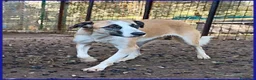 Meticcio cani in regalo: NORMA giovane timidina - Annuncio 6
