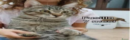 Meticcio gatti in regalo: GATTINI: SIAMO AL COLLASSO a Città Metropolitana di Firenze - Annuncio 13