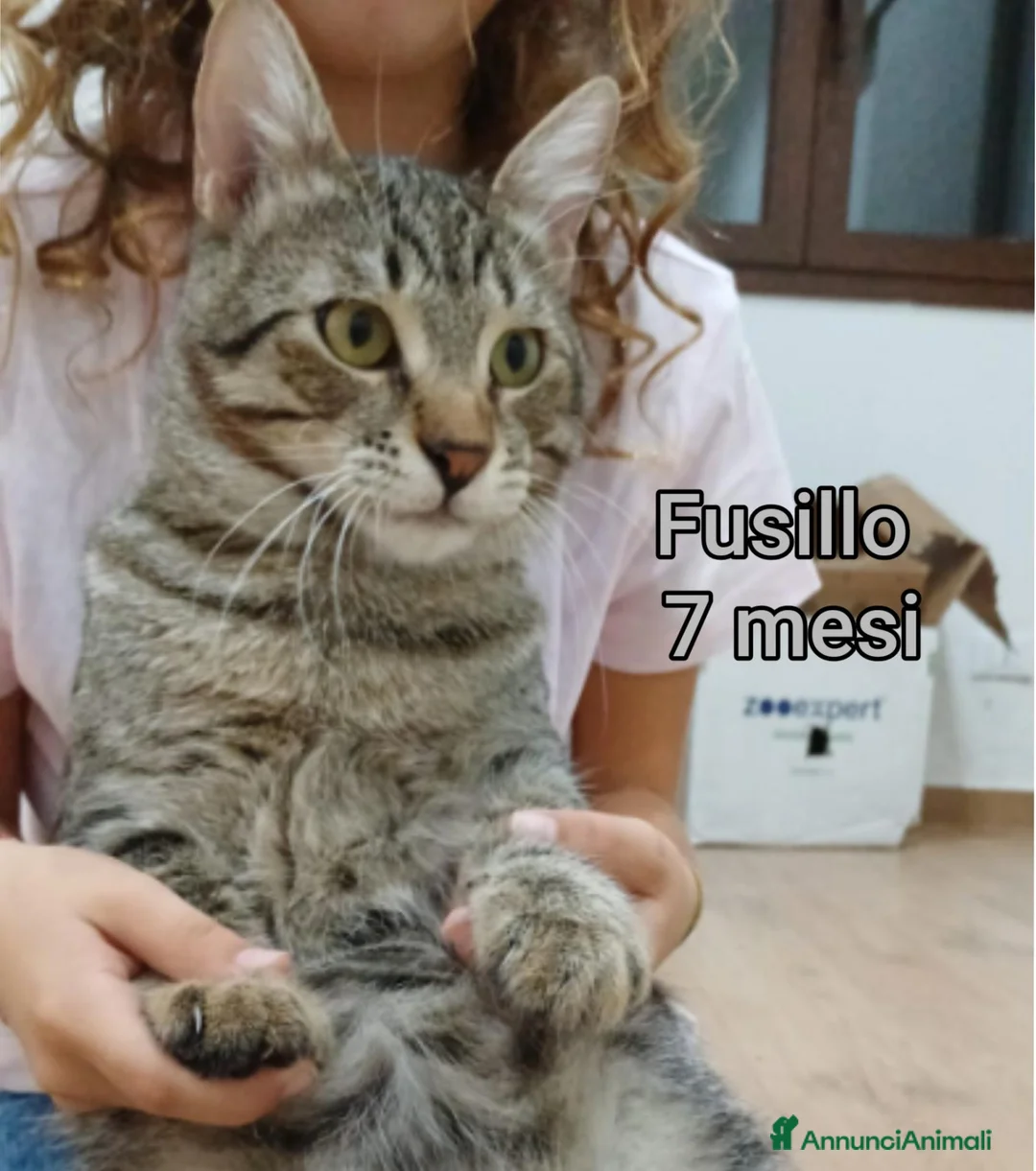 Meticcio gatti in regalo: GATTINI: SIAMO AL COLLASSO a Città Metropolitana di Firenze - Annuncio 13
