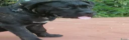 Cane Corso cani in regalo: Cucciole Cane Corso  - Annuncio 4