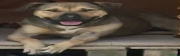 Meticcio cani in regalo: Bobby, dolce e speciale - Annuncio 1