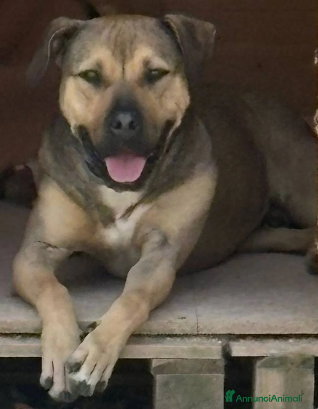 Meticcio cani in regalo: Bobby, dolce e speciale - Annuncio 1