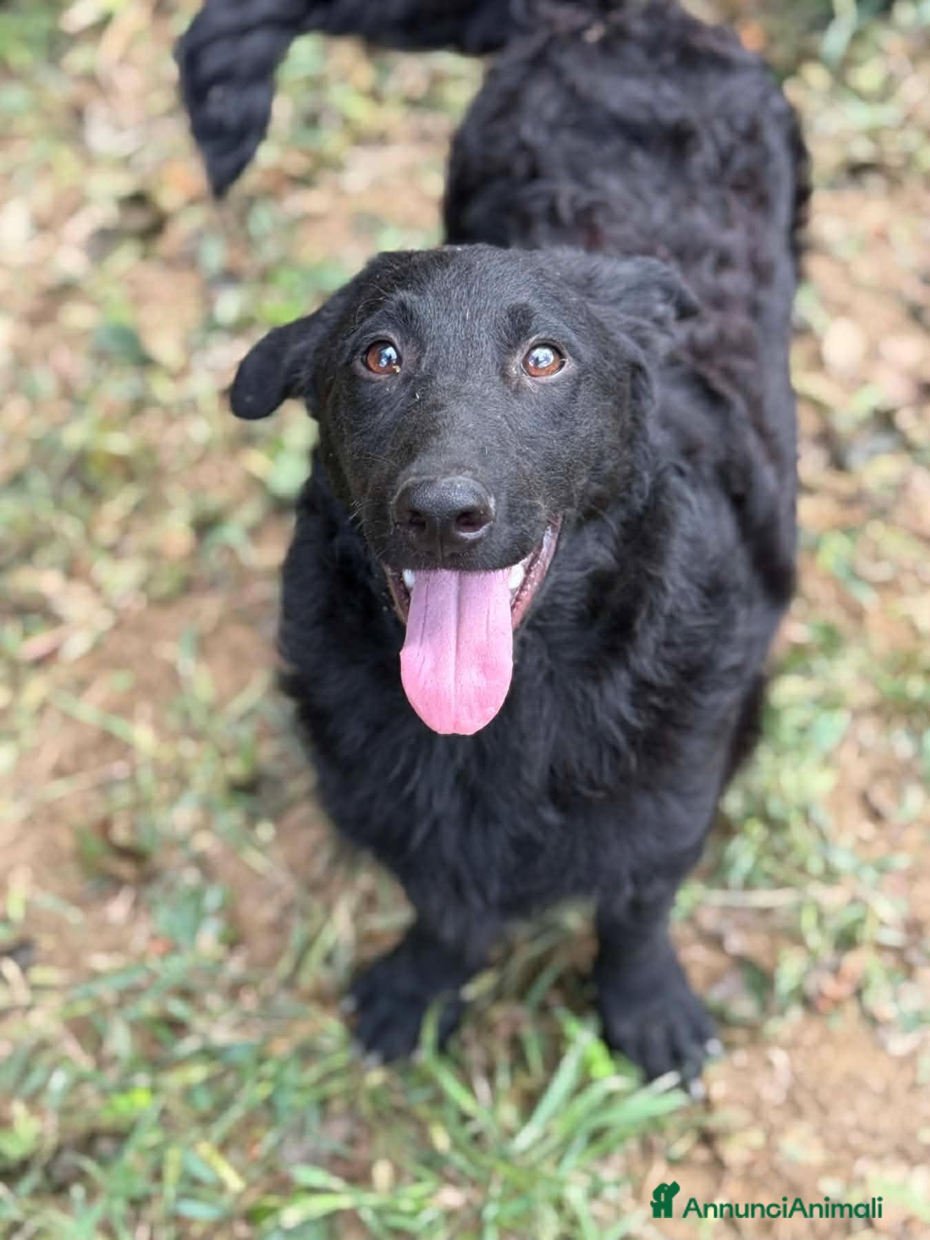 Meticcio cani ERIC, cucciolo dolcissimo dimenticato da tutti. - Annuncio 21