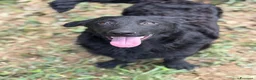 Meticcio cani in regalo: ERIC, cucciolo dolcissimo dimenticato da tutti. - Annuncio 1