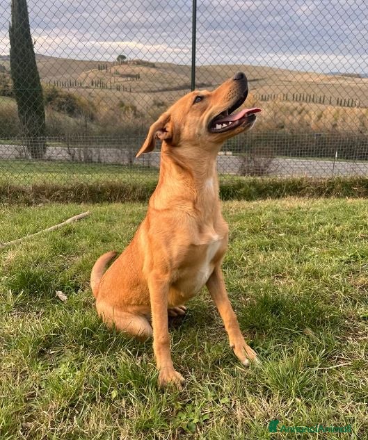 Meticcio cani Cleopatra un'esplosione di simpatia! - Annuncio 25