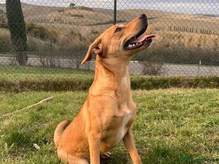 Meticcio cani Cleopatra un'esplosione di simpatia! - Annuncio 3