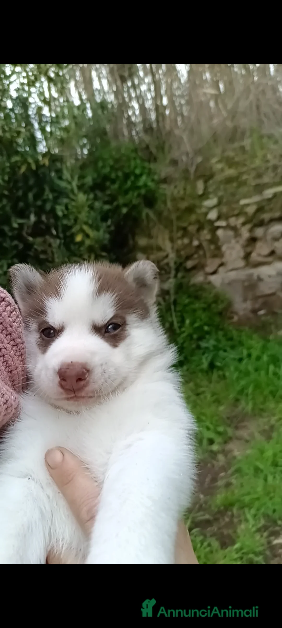Husky cani in vendita: Cuccioli husky disponibili  a Città metropolitana di Milano - Annuncio 2