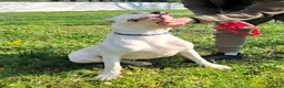 Dogo Argentino cani in regalo: ALBINO DOGO ARGENTINO - Annuncio 15