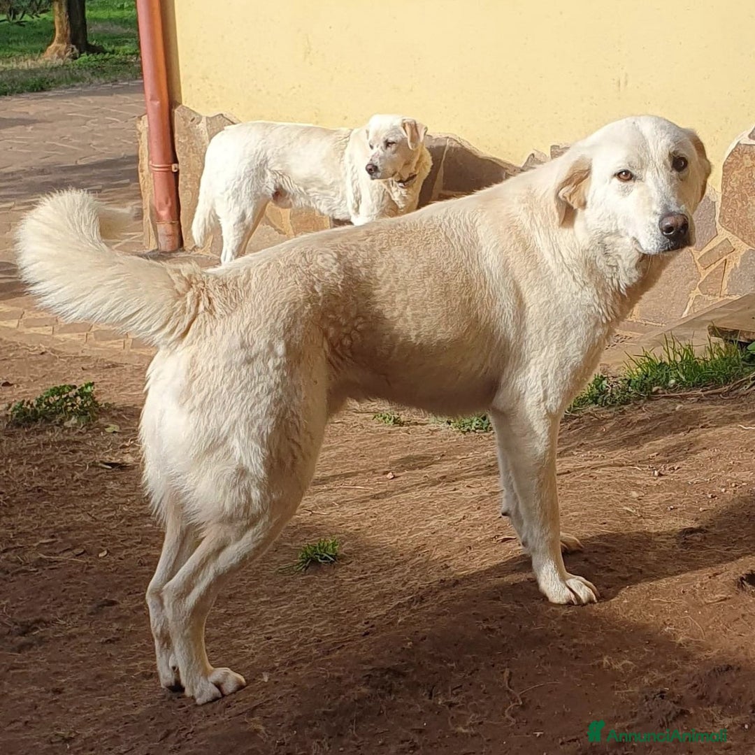Meticcio cani in regalo: Ziguli' il timido cagnolino dal sorriso speciale  - Annuncio 3