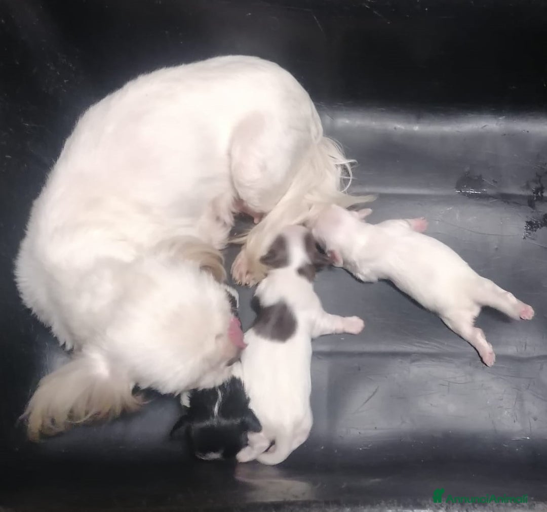Shih Tzu cani in vendita: Shih Tzu cuccioli bianchi - Annuncio 15