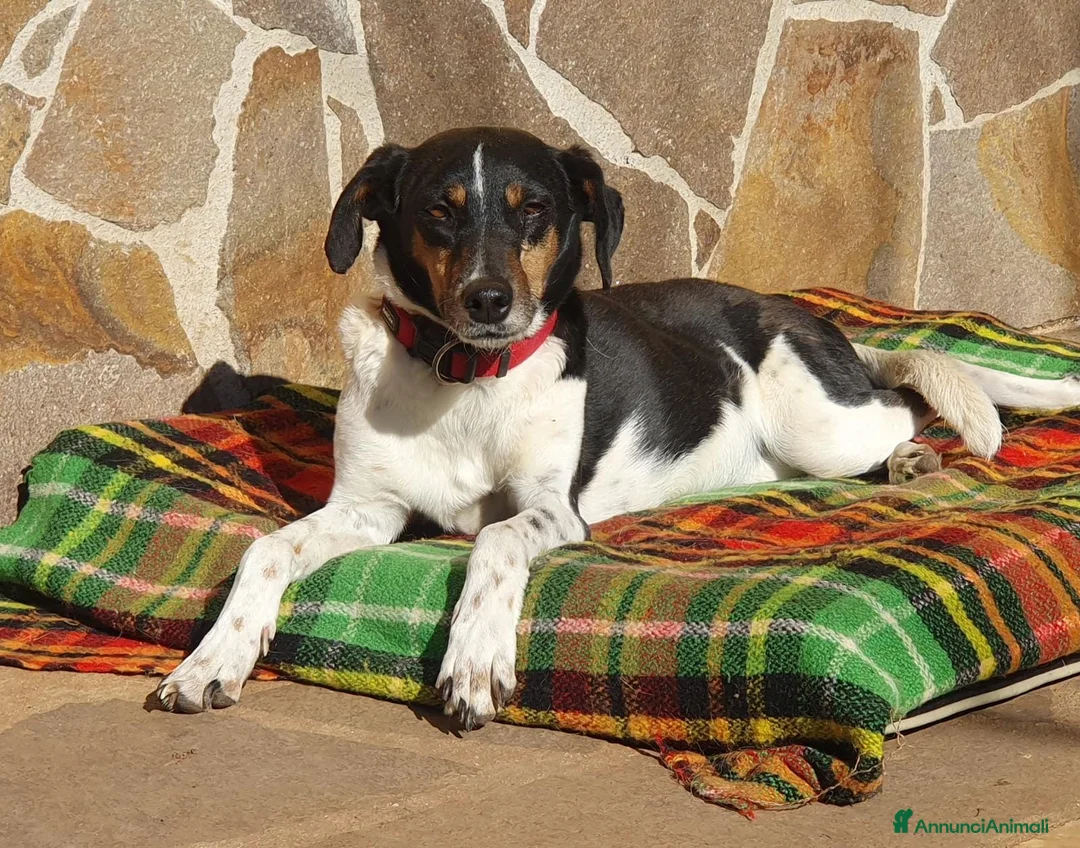 Meticcio cani in regalo: MOLLY una timidina piena d'amore a Pomezia - Annuncio 3