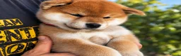 Shiba Inu cani in vendita: CUCCILIO SHBA CON PEDIGREE ENCI  - Annuncio 5