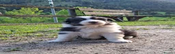 Australian Shepherd cani in vendita: Cucciole Australian shepherd - Annuncio 8