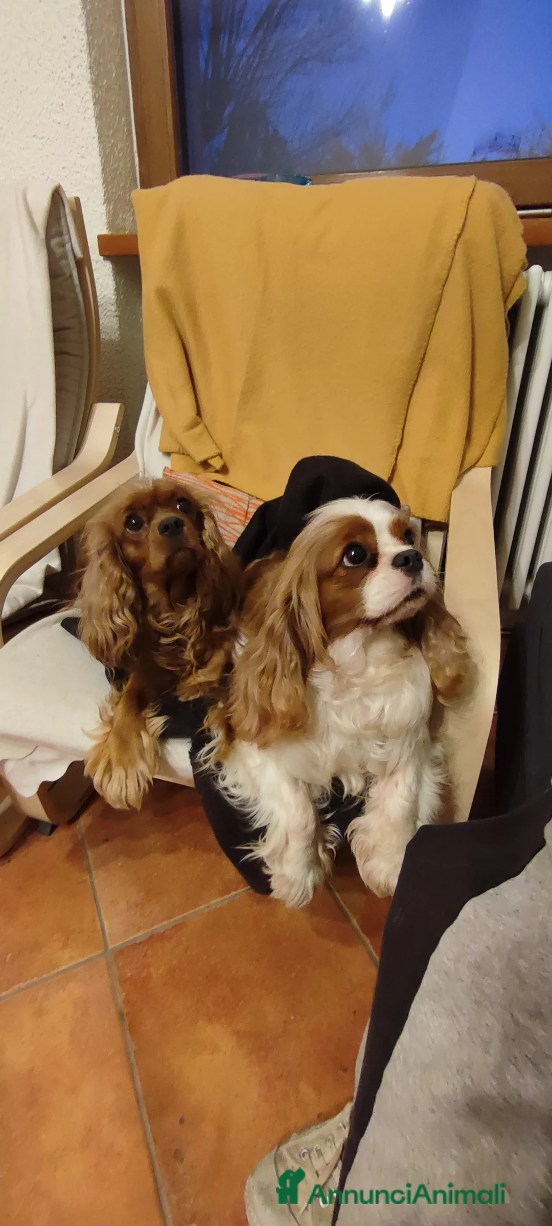 Immagine della galleria {{count}}