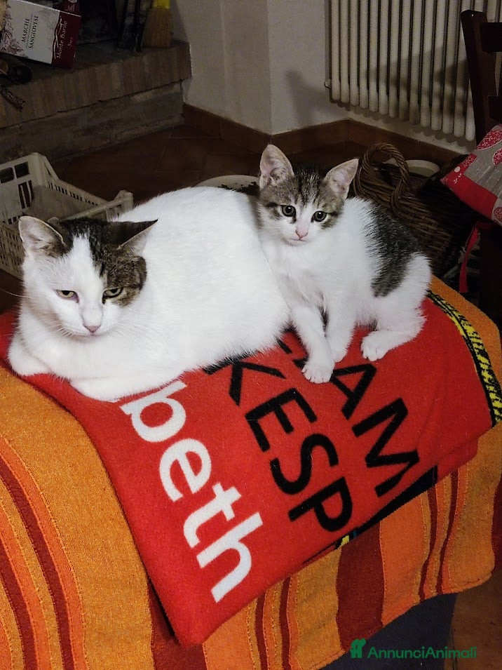 Meticcio gatti MICETTA CERCA CASA - Annuncio 2