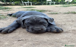 Cane Corso cani in vendita: Cuccioli cane corso a Provincia di Verona - Immagine 15