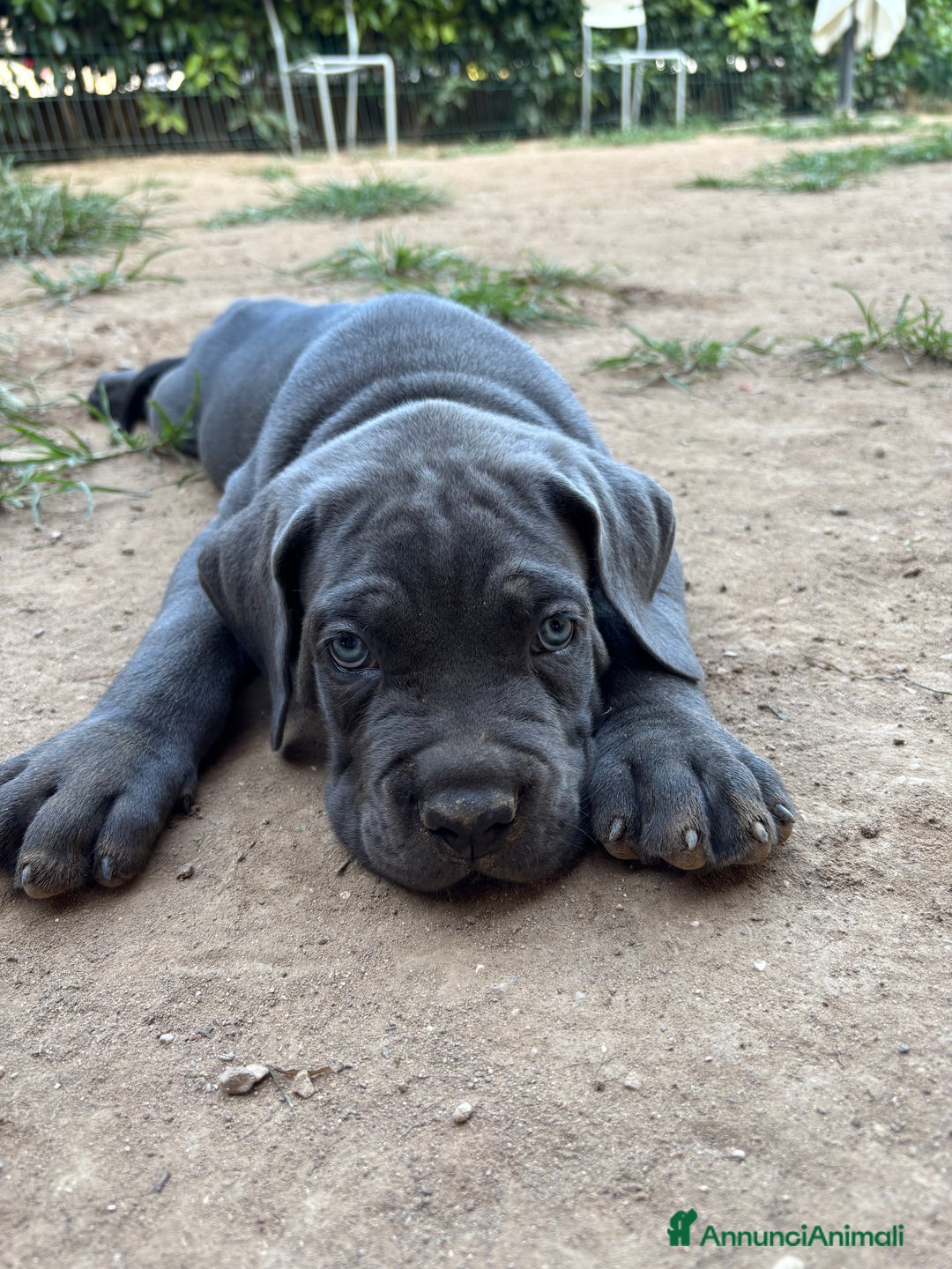 Cane Corso cani in vendita: Cuccioli cane corso a Provincia di Verona - Immagine 15