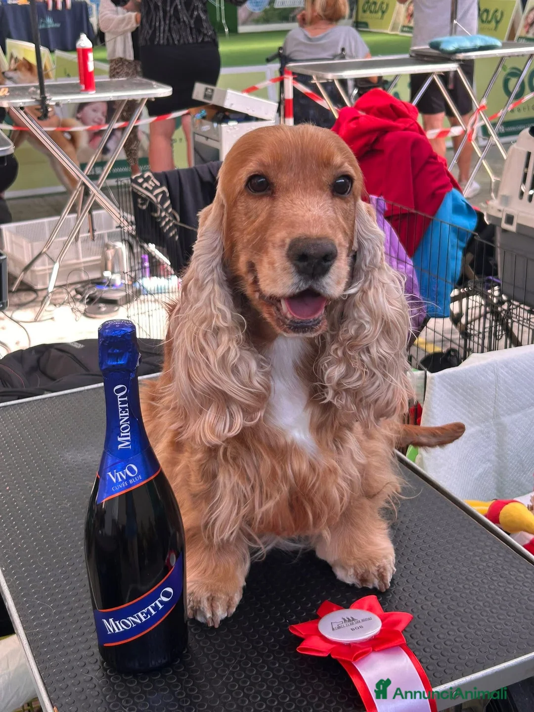 Cocker cani in vendita: Cucciolo maschio fulvo ottimo temperamento salute  - Annuncio 1