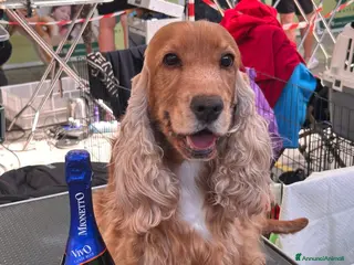 Cocker cani Cucciolo maschio fulvo ottimo temperamento salute - Annuncio 1