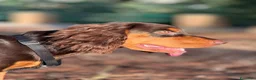 Cocker cani in vendita: Prenotazioni cuccioli di English Cocker Spaniel  a Provincia di Cosenza - Annuncio 13