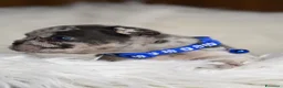 Bulldog Francese cani in vendita: Cuccioli di bulldog francese - Annuncio 7