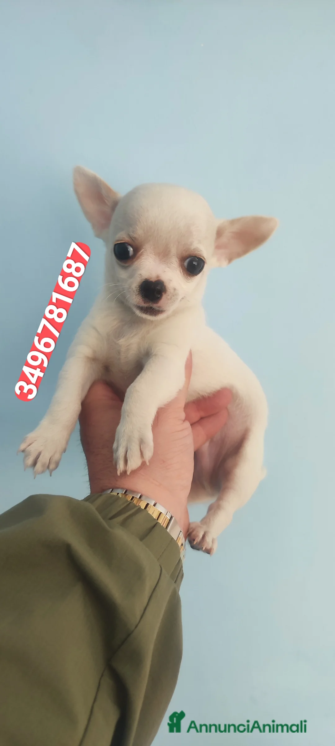 Chihuahua cani in vendita: CHIHUAHUA stupendo coccolino - Annuncio 1