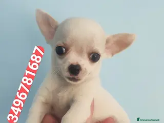 Chihuahua cani CHIHUAHUA stupendo coccolino - Annuncio 1