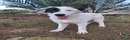 Meticcio cani in regalo: BRIE 🩷 MA DAVVERO NESSUNO MI VUOLE? 🥺 a Provincia di Modena - Annuncio 4