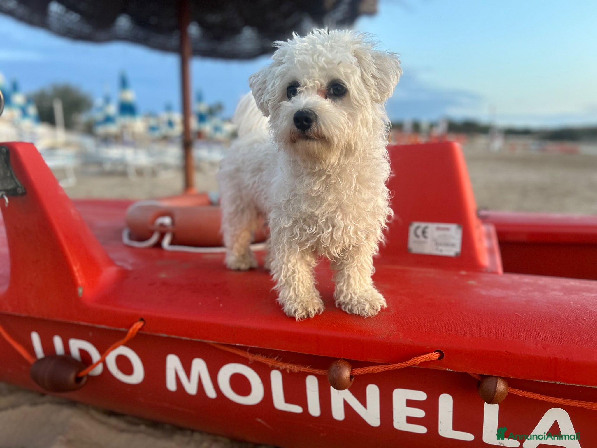 Bichon cani Cerco Cagnolina per accoppiamento  - Annuncio 1