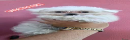 Maltese cani in vendita: MALTESE ultimo batuffolino - Annuncio 1